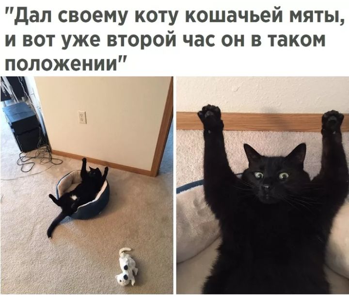 Дал своему коту кошачьей мяты и вот уже второй час он в таком положении