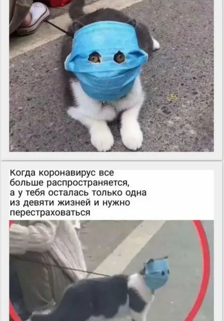 Когда коронавирус все больше распространяется а у тебя осталась только одна из девяти жизней и нужно перестраховаться