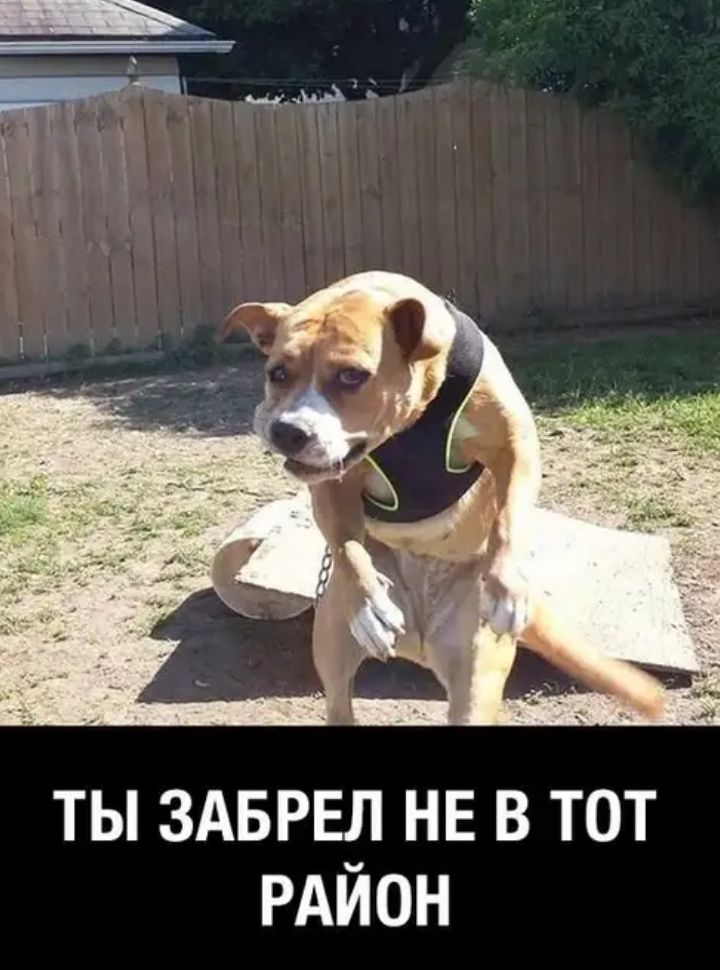 ты здврвл НЕ в тот РАЙОН