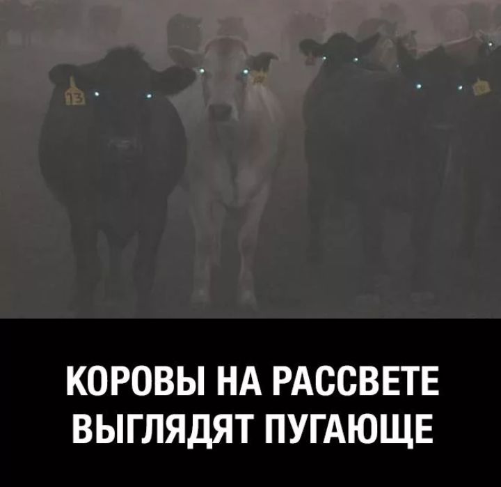 КОРОВЫ НА РАССВЕТЕ ВЫГЛЯДЯТ ПУГАЮЩЕ