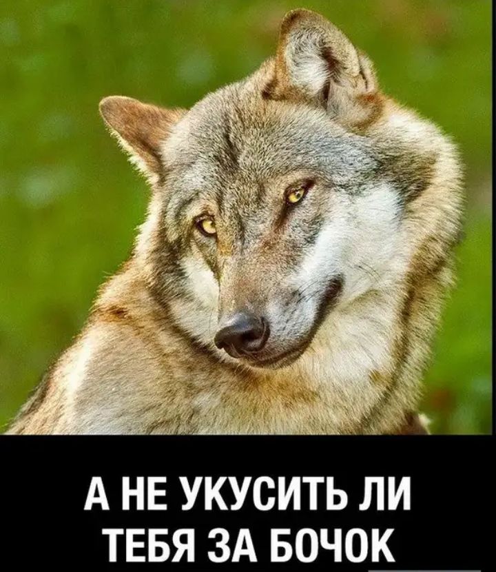 А НЕ УКУСИТЬ ЛИ ТЕБЯ ЗА БОЧОК
