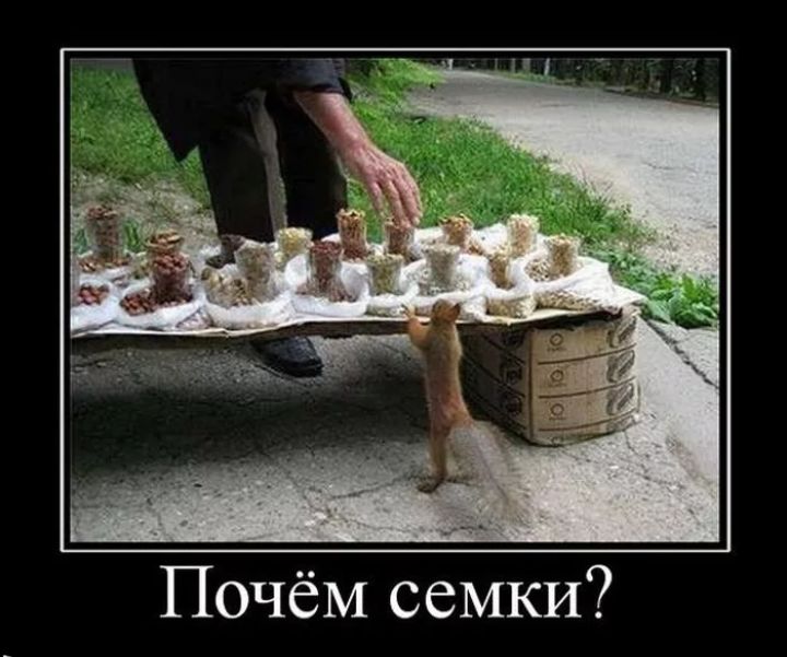 Почём семки