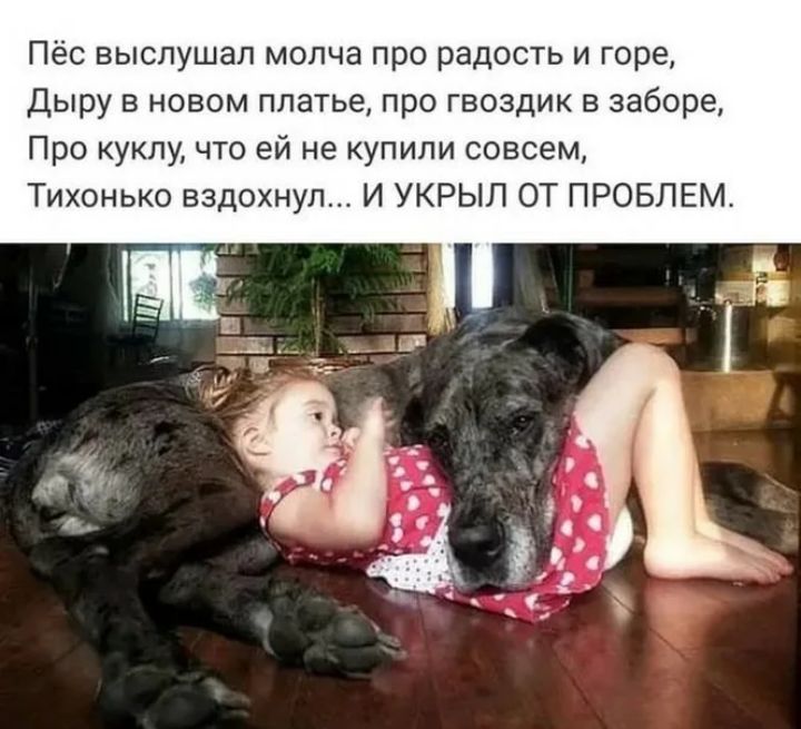 Пёс выслушал молча про радость и горе Дыру в новом платье про гвоздик в заборе Про куклу что ей не купили совсем Тихонько вздохнул И УКРЫЛ ОТ ПРОБЛЕМ