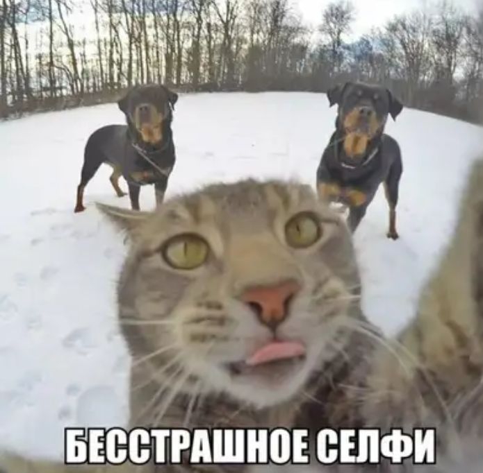БЕВВТРАШНПЕ ВЕПФИ
