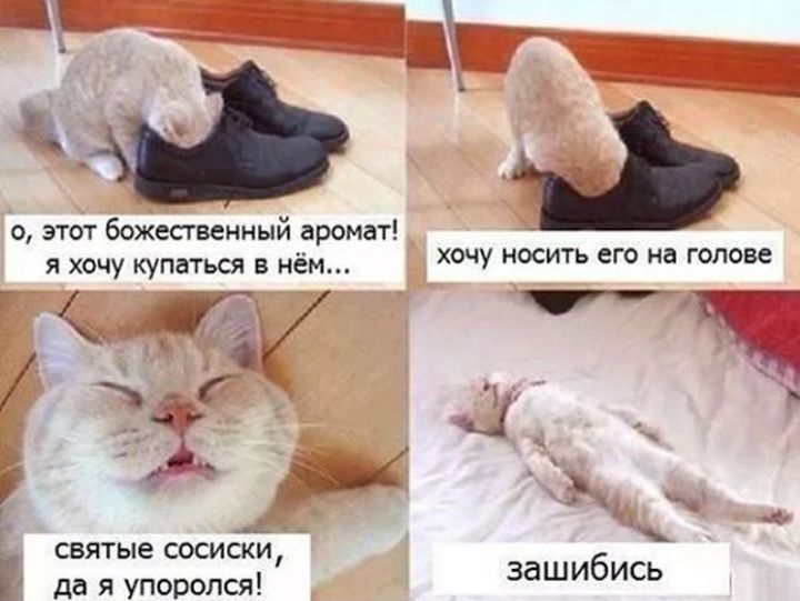 Ф 0 этот божественный аромат Я ХОЧУ КуПаТЬСЯ В НёМ ХОЧУ НОСИТЬ ЕГО на ГОЛОВС т ж _ святые СОСИСКИ да я упоролся заШИ6ись