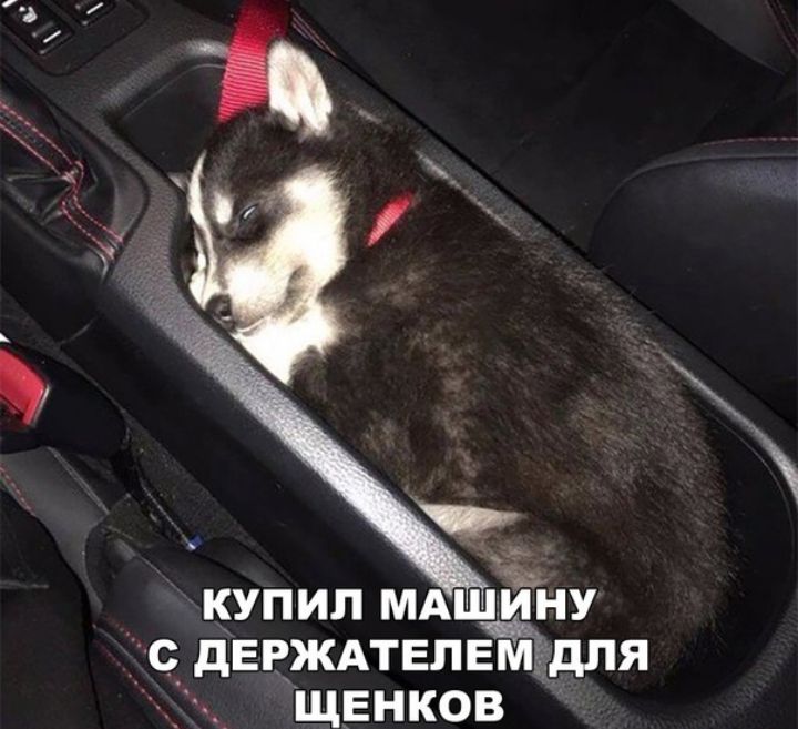 КУПИЛ МАШИНУ С__ дЕРЖАТЕПЕМЁ дЛЯ ЩЕНКОВ