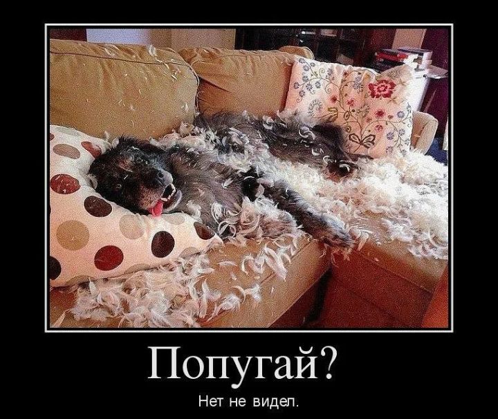 Попугай Нет не видел