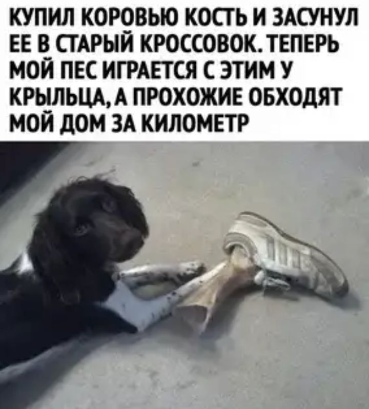 КУПИЛ К0Р9ВЬЮ КОСТ Ь И ЗАСУНУЛ ЕЕ В СТАРЫИ КРОССОВОКТЕПЕРЬ МОЙ ПЕС ИГРАЕТСЯ С ЭТИМ У КРЫЛЬЩА ПРОХОЖИЕ ОБХОДЯТ МОЙ дОМ ЗА КИЛОМЕТР