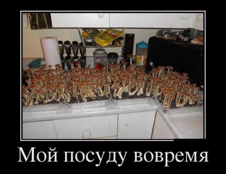 Мой посуду вовремя