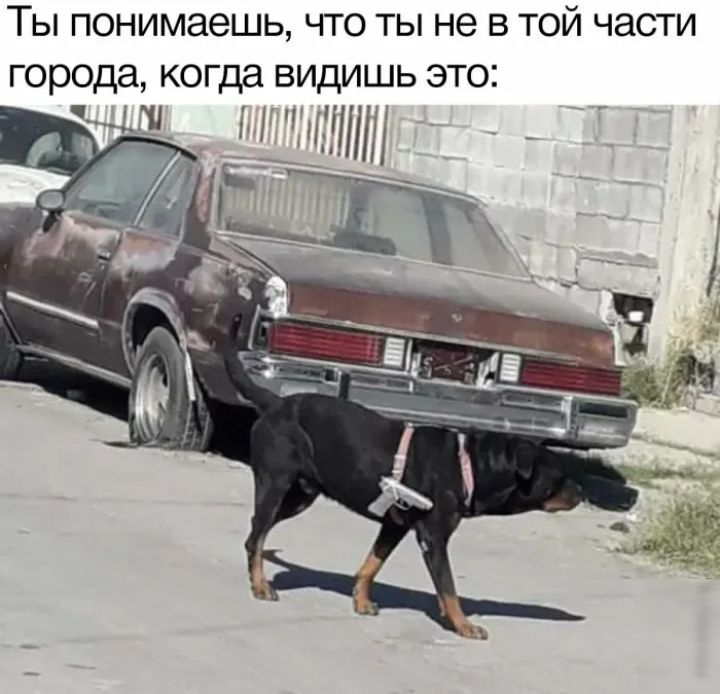 Ты понимаешь что ты не в той части города когда видишь это _ __ _134_іуі_іі