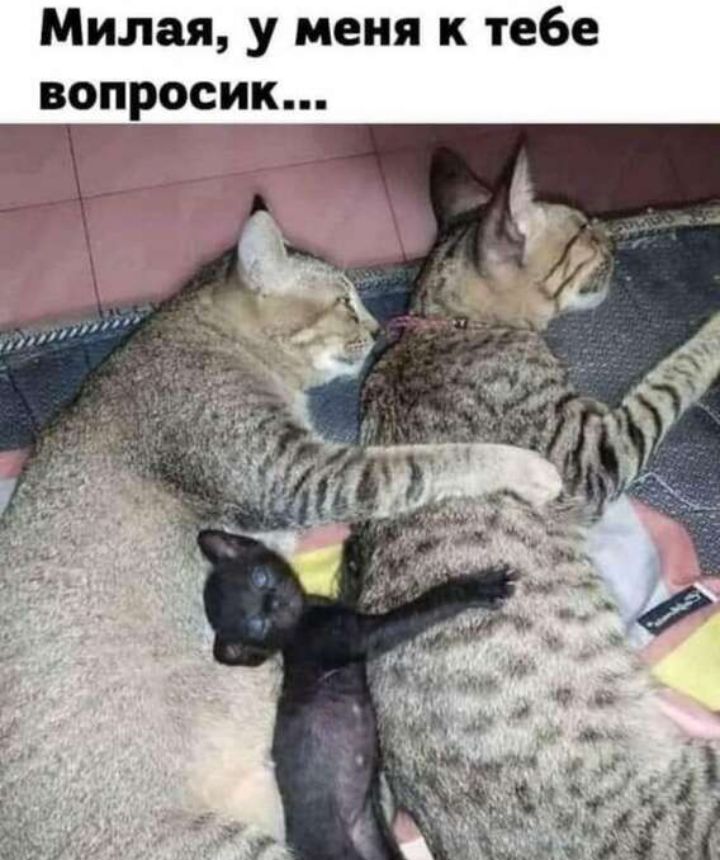 Милая у меня к тебе вопросик