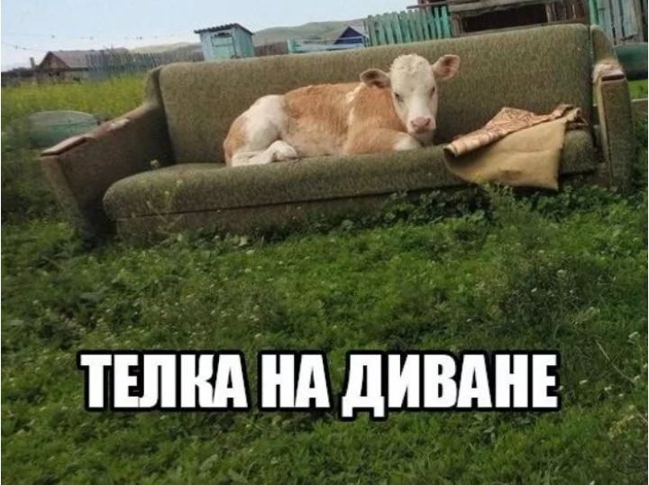 тшнднд дивднъ