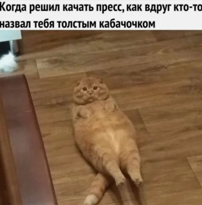 огда решил качать пресс как вдруг кто т азвал тебя толстым кабачочком
