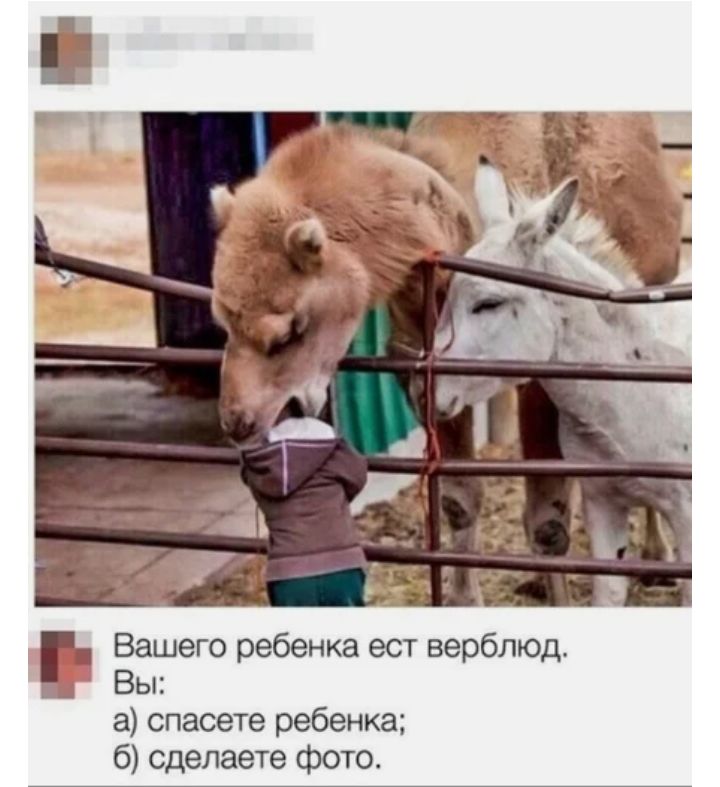 Вашего ребенка ест верблюд Вы а спасете ребенка 6 сделаете фото