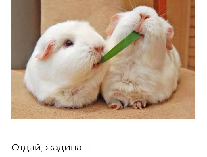 Отдай жадина