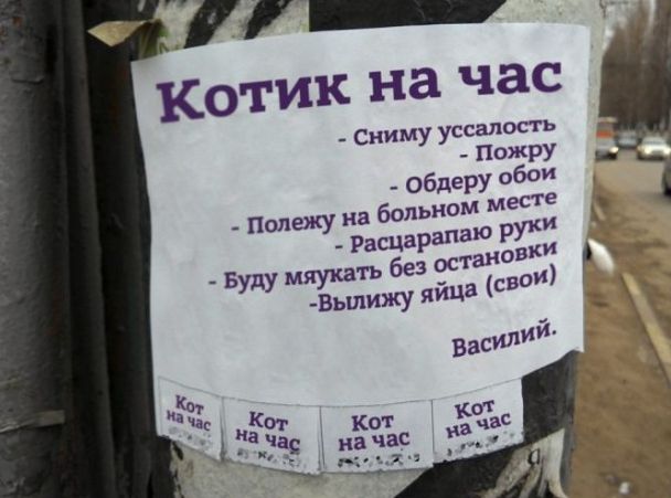 котик на час Сниму уссалость _ пожру Буду мяукать 6 _Вылижу яйца СВОИ