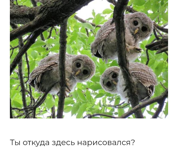 Ты откуда здесь нарисовался