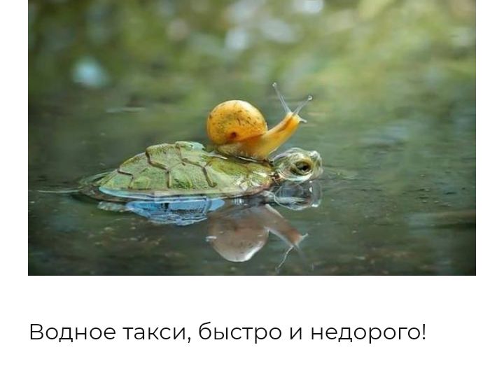Водное такси быстро и недорого