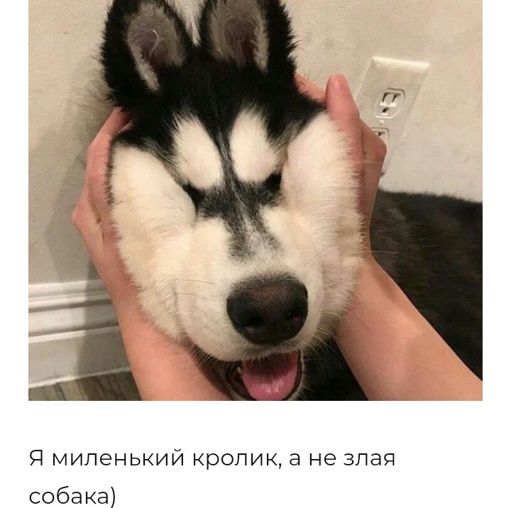 Я МИЛеНЬКИЙ кролик а не ЗЛЭЯ собака