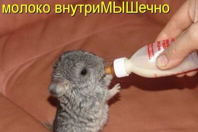 молоко внутриМЫШечно