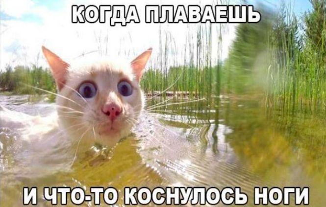 плдвдвшь