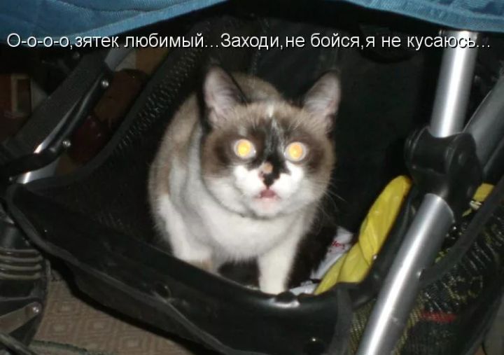 0ой к пюбимый3аодине бойсяя не куса