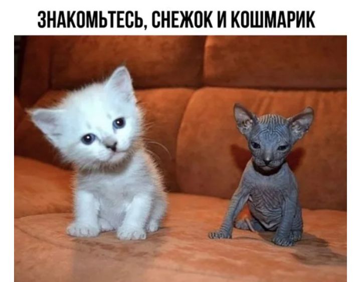 3НАКПМЬТЕСЬ СНЕЖПК И КПШМАРИК