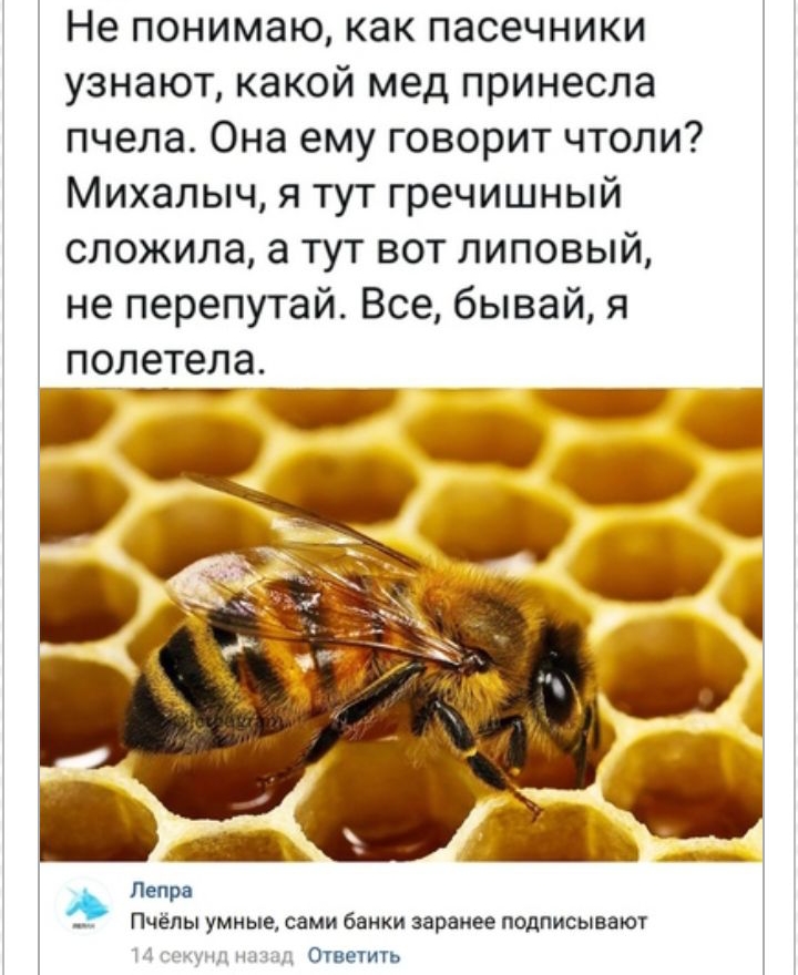 Непонимаюкакпасечники узнают какой мед принесла пчелаОнаемуговоритчтоли МихальщятутгречишньМ сложилаатутвотлиповый неперепутайВсебывайя полетела іі А _ Пчёлы умные сами банки заранее подписывают швед Ответить