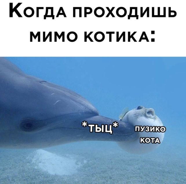 КОГДА ПРОХОДИШЬ МИМО КОТИКА