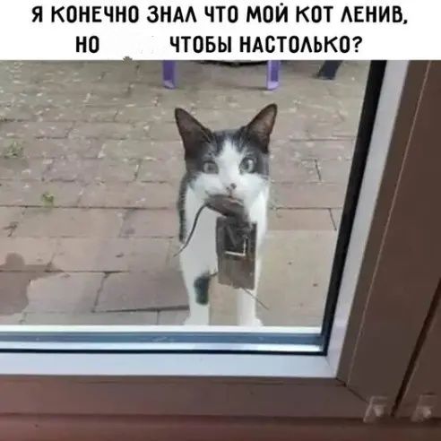 Я КОНЕЧНО ЗНАА ЧТО МОЙ КОТ АЕНИВ НО