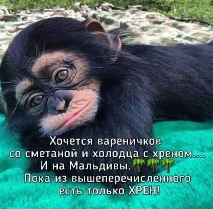 Хочется вареничков со сметаной и холодца с хреном И на Мальдивы Пока из вышеперечисленного есть только ХхРЕгНХ