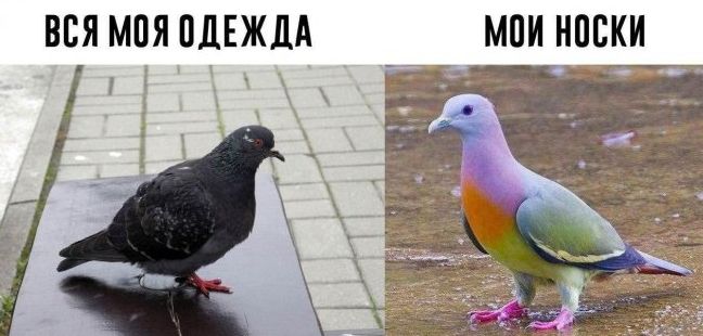 вся моя ОДЕЖДА _ __ мои носки