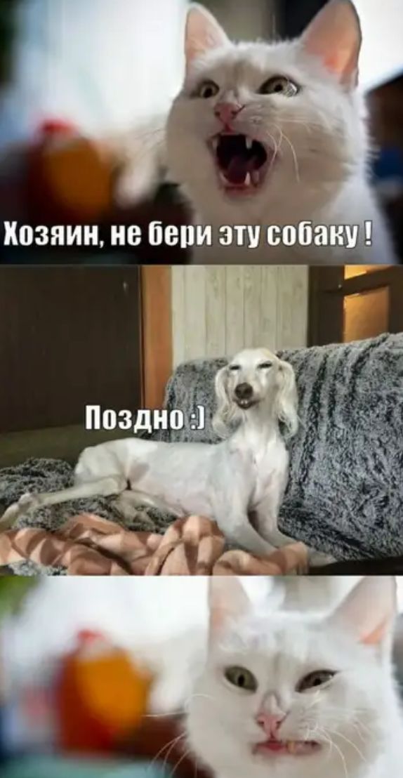 3 Позднщёч