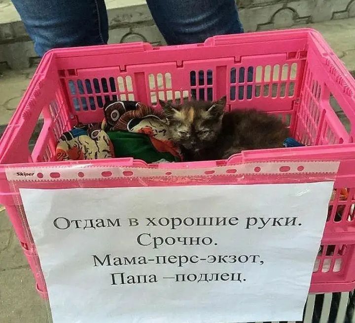 Отдам в хорошие руки _ _ Срочно Мама перс экзот Папа ПОДЛСЦ ____Ш