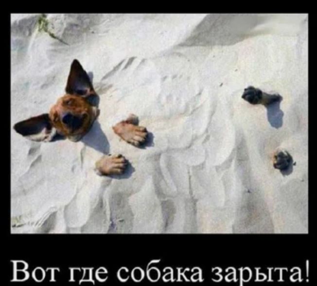 Вот где собака заоыта