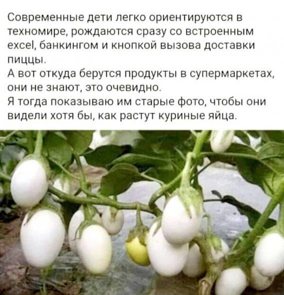 Современные дети легко ориентируются в техномире рождаются сразу со встроенным ехсе банкингом и кнопкой вызова доставки пицЦы А вот откуда берутся продукты в супермаркетах они не знают это очевидно Я тогда показываю им старые Фото чтобы они видели хотя бы как растут куриные яйца