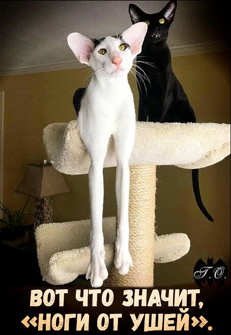 вот чТо ндчит ноги от ушей