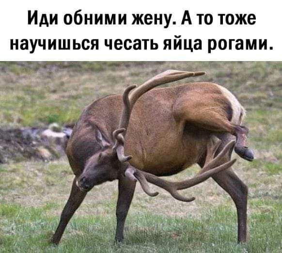 Иди обними жену А то тоже научишься чесать яйца рогами