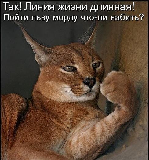 Так Линия жизни длинная Пойти льву морду что пи набить