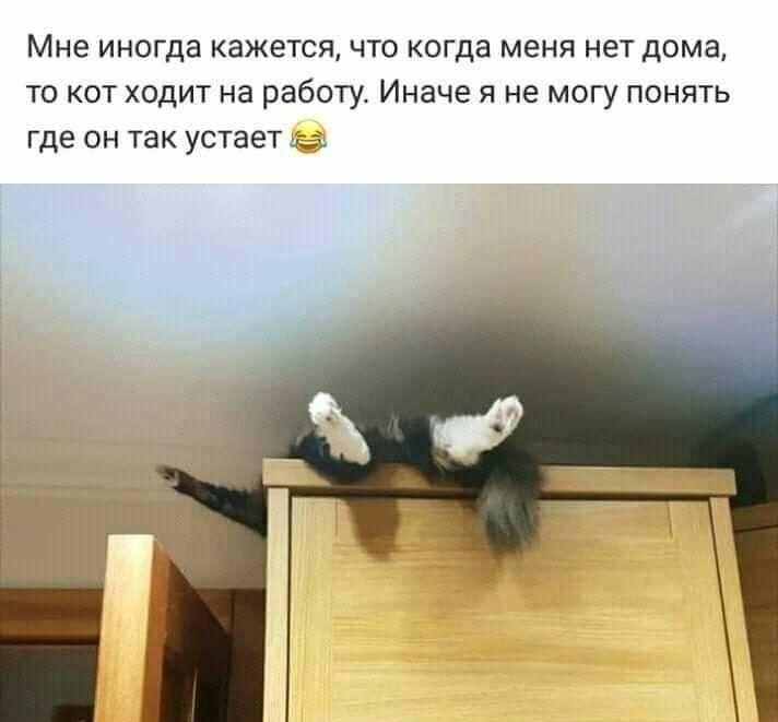 Мне иногда кажется что когда меня нет дома то кот ход на работу Иначе я не могу понять где он так устает