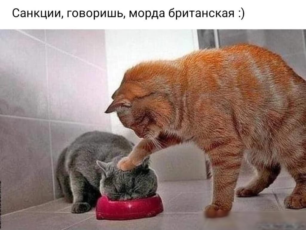 Санкции говоришь морда британская