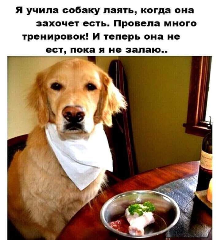 Я учила собаку паяуь когда она захочег есть Провела много тренировок и теперь она не ест пока н ие запас