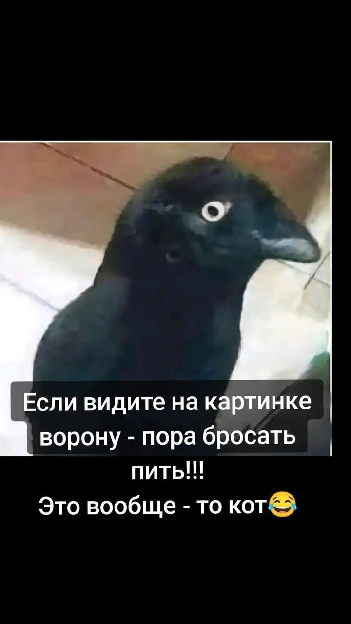 Если видите на картинке ворону - пора бросать пить!!! Это вообще - то кот😂