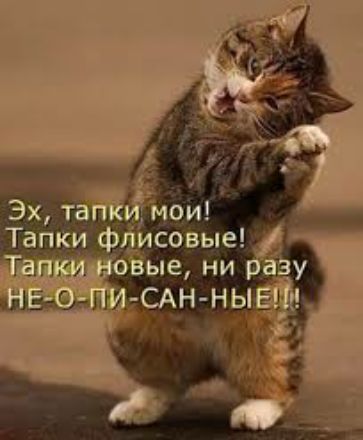 Эхт живи Тапки фйисовые