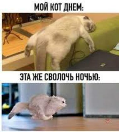 Мой кот днем: