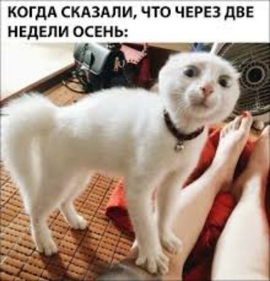 КОГДА СКАЗАЛИ ЧТО ЧЕРЕЗ дВЕ НЕДЕЛИ ОСЕНЬ