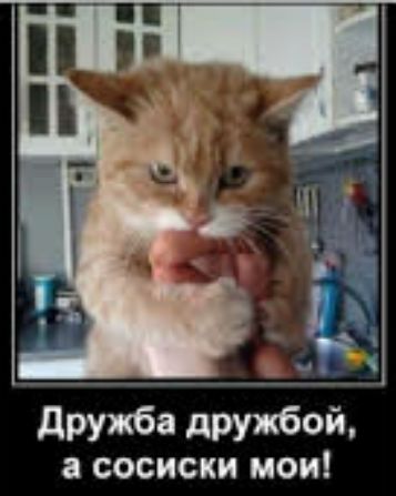 сосиски мои