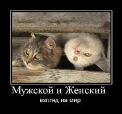 Мужской и Женский птиц на цир