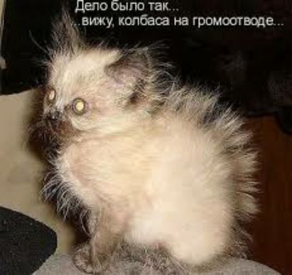 даю было так вижу копбаш на громоогведе