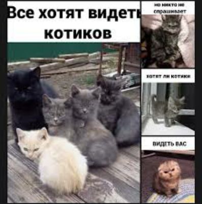 м а ж се ХОТЯТ видет КОТИКОВ